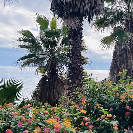 Macadamia * Benalmádena